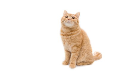 Güzel kızıl İngiliz erkek kısa hava kedisi beyaz arka planda izole edilmiş.