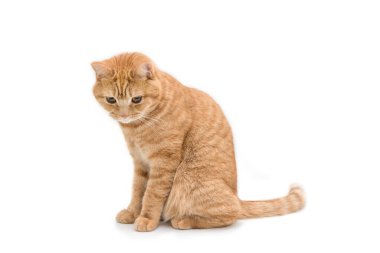 Güzel kızıl İngiliz erkek kısa hava kedisi beyaz arka planda izole edilmiş.