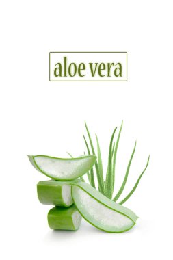 Yeşil aloe yapraklarıyla kaplı taze aloe vera bitkisi dilimleri. Beyaz arka planda izole edilmiş. 