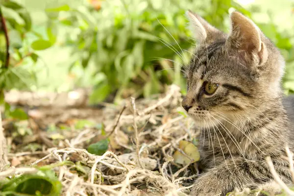 Güzel evcil kedi yeşil çimlerin üzerinde yatıyor.