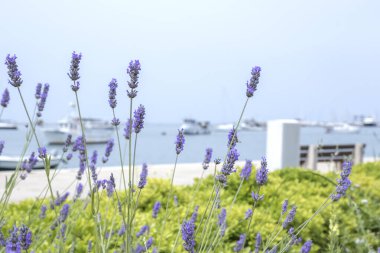 beautiful lavender flowers on the promenade by the sea.Umag Croatia 2024 clipart