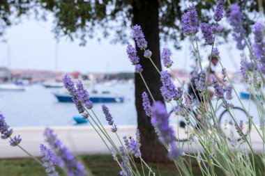 lavender flowers on the promenade and sea background.Umag Croatia 2024. clipart