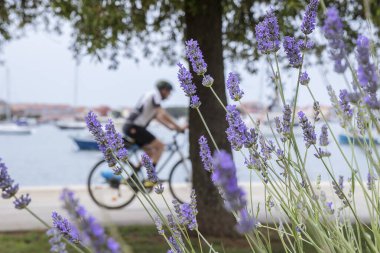 lavender flowers on the promenade and sea background.Umag Croatia 2024. clipart