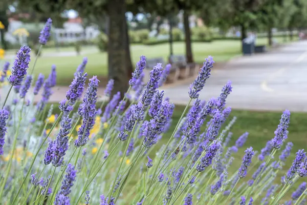 stock image Purple lavender bushes grow on a flower bed in the garden