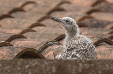 Bir bebek martı binanın çatısında.
