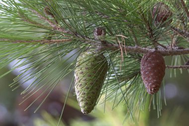 Bir dalda iki koni, biri yeşil ve diğeri kahverengi..