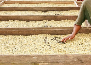 Matagalpa, Nikaragua 'da kahve çekirdeklerini kurutan bir işçi..