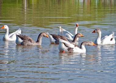 Bir grup ördek gölde yüzüyor..