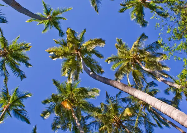 Nikaragua 'nın tropik plajlarında hindistan cevizi palmiyeleri grubu.
