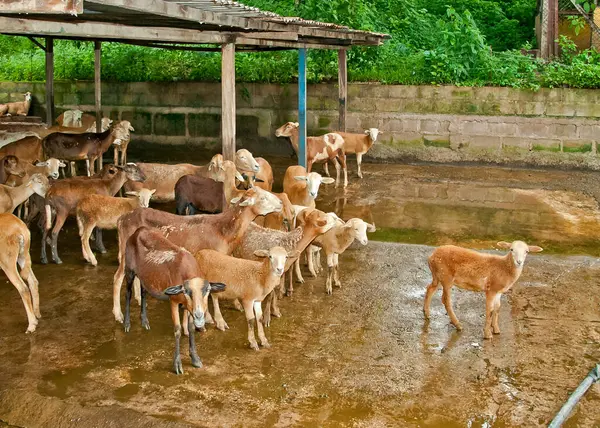 Nikaragua dağlarındaki ağıllarında küçük bir keçi sürüsü.