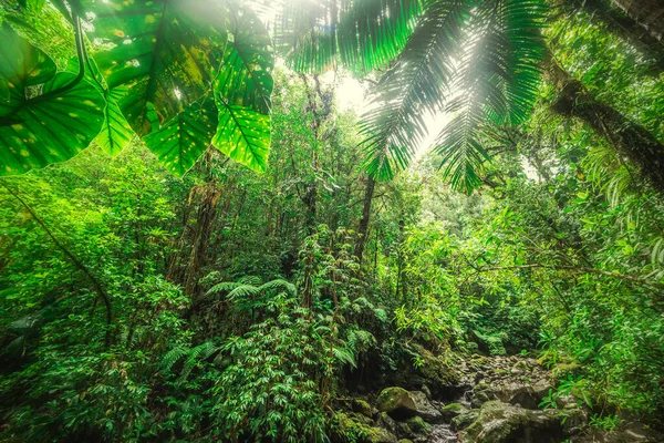 Thick vegetation in Basse Terre jungle in Guadeloupe. Lesser Antilles, Caribbean