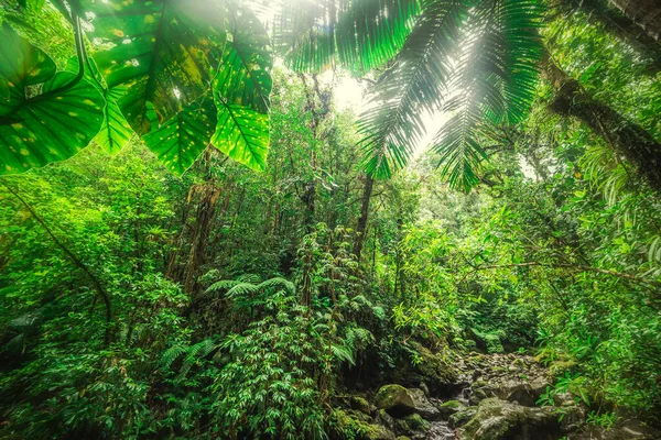 Silná Vegetace Džungli Basse Terre Guadeloupe Menší Antily Karibik Royalty Free Stock Fotografie
