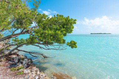 Florida Keys, ABD 'de yeşil bitkiler ve turkuaz su