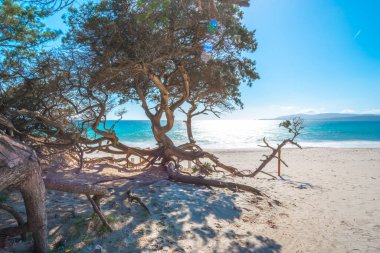 Baharda Maria Pia sahilinde çam ağaçları. Sardunya, İtalya