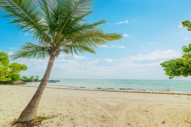 Raisins Clairs sahilinde, deniz kenarındaki palmiye ağaçları. Guadeloupe, Karayip Denizi