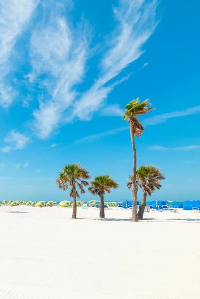 Bílý Písek Palmové Stromy Pláži Clearwater Florida Usa Stock Fotografie