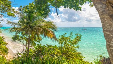 Guadeloupe 'da güneşli bir günde La datcha sahilinde tropik bitki örtüsü. Daha Küçük Antiller, Karayip Denizi