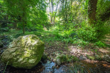 San Leonardo ormanında kaya ve yeşil çimenler. Sardunya, İtalya
