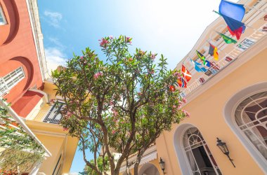 İtalya, Capri 'de lüks binalarla çevrili bir zakkum ağacı.