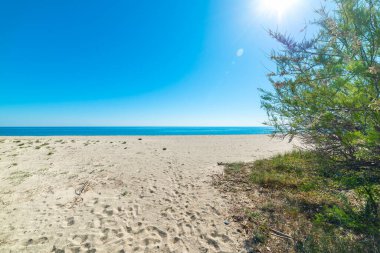 Perdepera sahilinde yeşil bitkiler ve beyaz kum. Sardunya, İtalya