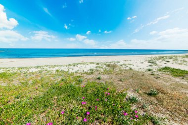 Porto Tramatzu 'da beyaz kum ve çiçekler. Sardunya, İtalya