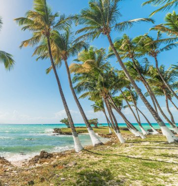 Guadeloupe Le Gosier kıyısında deniz palmiye ağaçları, Fransız batı hint adaları. Küçük Antiller, Karayip denizi