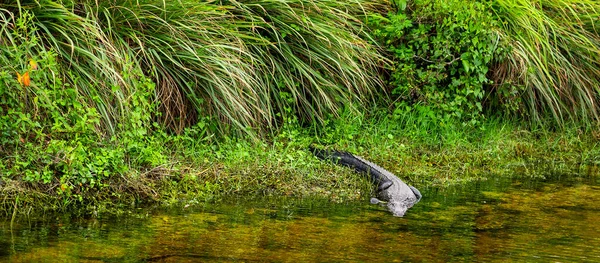 在埃弗格莱德国家公园 鳄鱼正在进水 美国佛罗里达州 图库照片