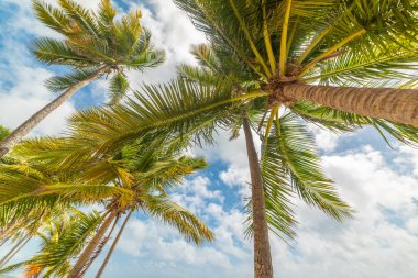 Hindistan cevizi palmiyeleri aşağıdan görünüyor. Guadeloupe, Karayip Denizi
