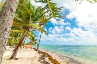 Bois Jolan sahilinde, deniz kenarındaki palmiye ağaçları. Guadeloupe, Karayip Denizi