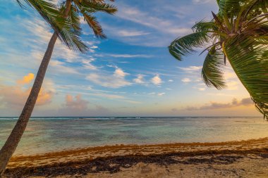 Gün batımında Bois Jolan sahilinde palmiye ağaçları. Guadeloupe, Karayip Denizi