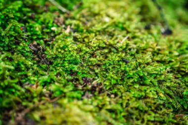 Sonbaharda bahçede yeşil misk kokusu.