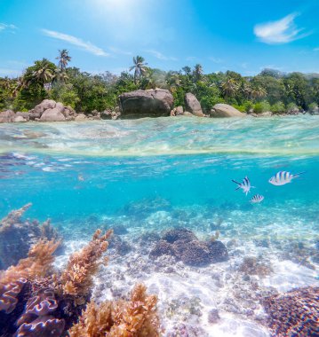 Anse Royal kıyılarının su altı görüntüsü Seyşeller