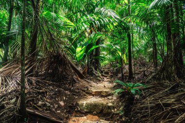 Vallee de Mai ormanına taş basar. Praslin Adası, Seyşeller