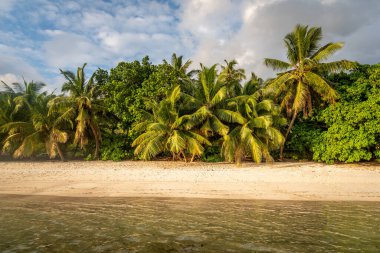 Gün batımında Praslin adasında palmiye ağaçları ve beyaz kum. Seyşeller
