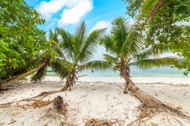 Anse Takamaka 'da deniz kenarındaki palmiye ağaçları. Praslin Adası, Seyşeller
