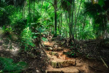 Seyşeller ormanında tropik bitki örtüsüyle çevrili taş basamaklar.