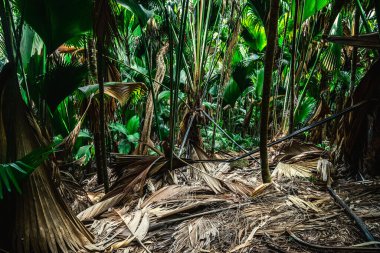 Vallee de Mai ormanında tropik bitki örtüsü. Praslin Adası, Seyşeller