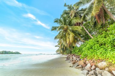 Anse Volbert 'te beyaz kum ve palmiye ağaçları. Praslin Adası, Seyşeller