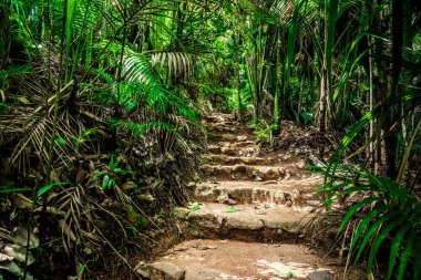 Vallee de Mai ormanına taş basar. Praslin Adası, Seyşeller