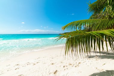 Anse Lazio 'da turkuaz su ve palmiye ağaçları. Praslin Adası, Seyşeller