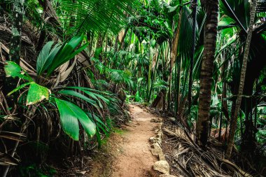 Vallee de Mai ormanının yolu. Praslin Adası, Seyşeller