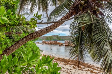 Praslin Adası, Seyşeller 'deki Anse Takamaka' da palmiye ağaçları