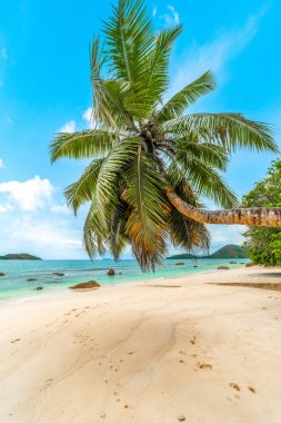 Anse Boudin sahilindeki palmiye ağacı. Praslin Adası, Seyşeller