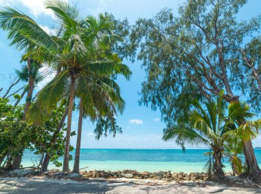 Praslin Adası, Seyşeller 'deki muhteşem sahil.