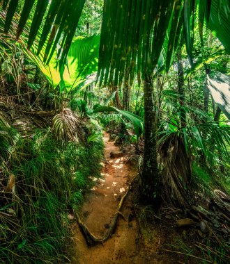 Valle de Mai ormanında toprak yol ve tropikal bitki örtüsü. Praslin Adası, Seyşeller