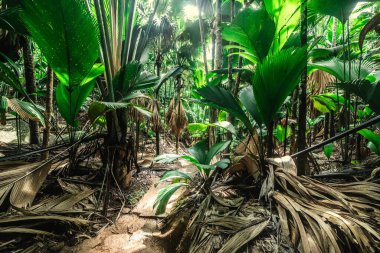 Vallee de Mai ormanında yol. Praslin Adası, Seyşeller