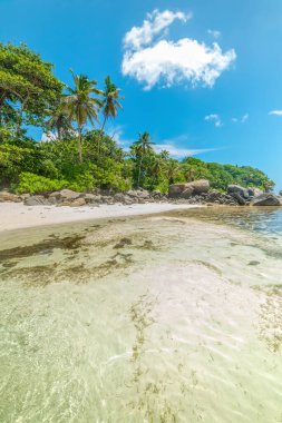Anse Royale sahilinde temiz su ve palmiye ağaçları. Mahe Adası, Seyşeller