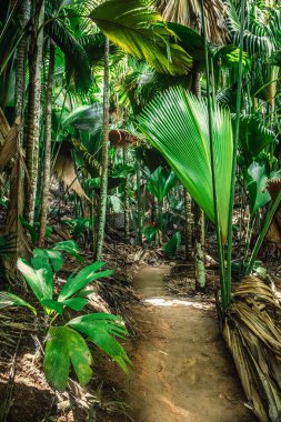 Praslin Adası, Seyşeller 'deki ormanda yol