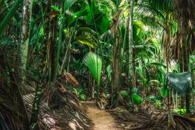 Vallee de Mai ormanında dar bir yol. Praslin Adası, Seyşeller