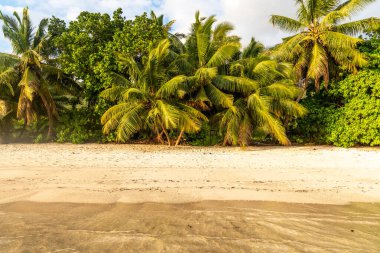 Seyşeller 'de gün batımında palmiye ağaçları ve beyaz kum